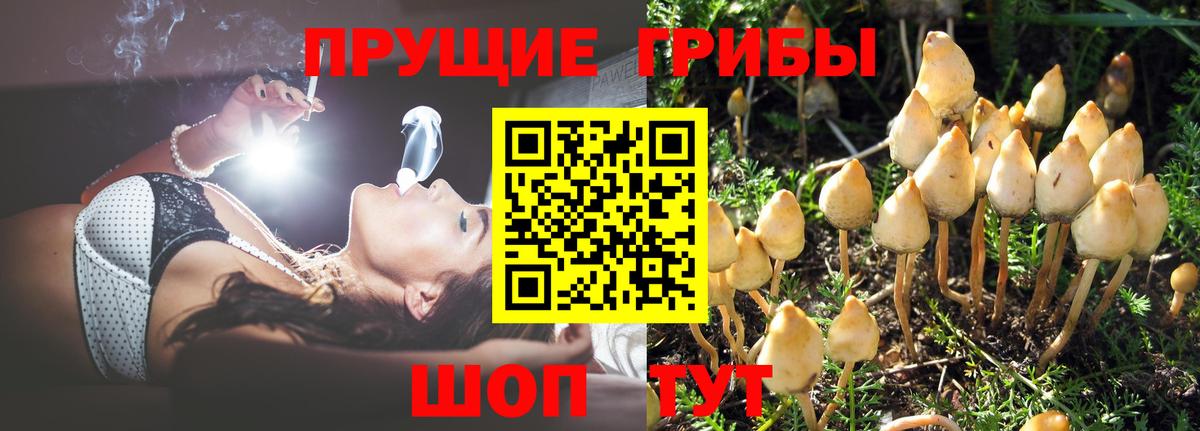 Галлюциногенные грибы Psilocybe  Вход с VPN  Владимир  Галлюциногенные грибы мухоморы 